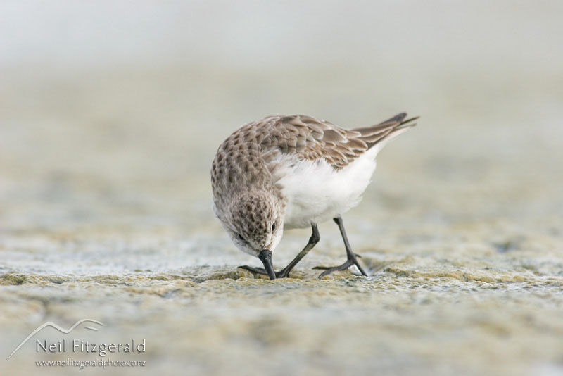 Calidris-ruficollis_6330.jpg