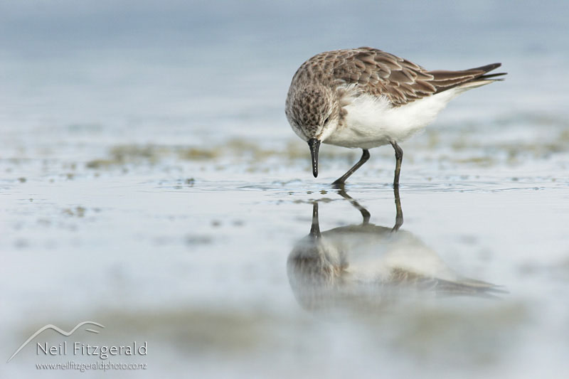 Calidris-ruficollis_6338.jpg