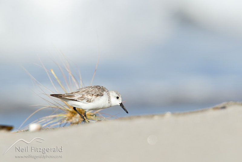 Calidris-alba_14379.jpg