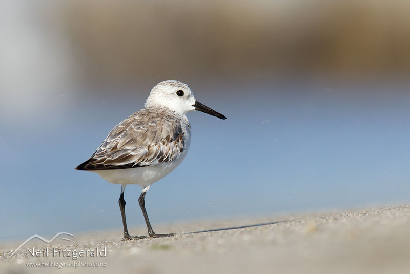 Calidris-alba_14392.jpg