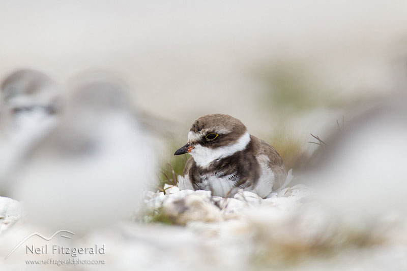 Charadrius-semipalmatus_14091.jpg