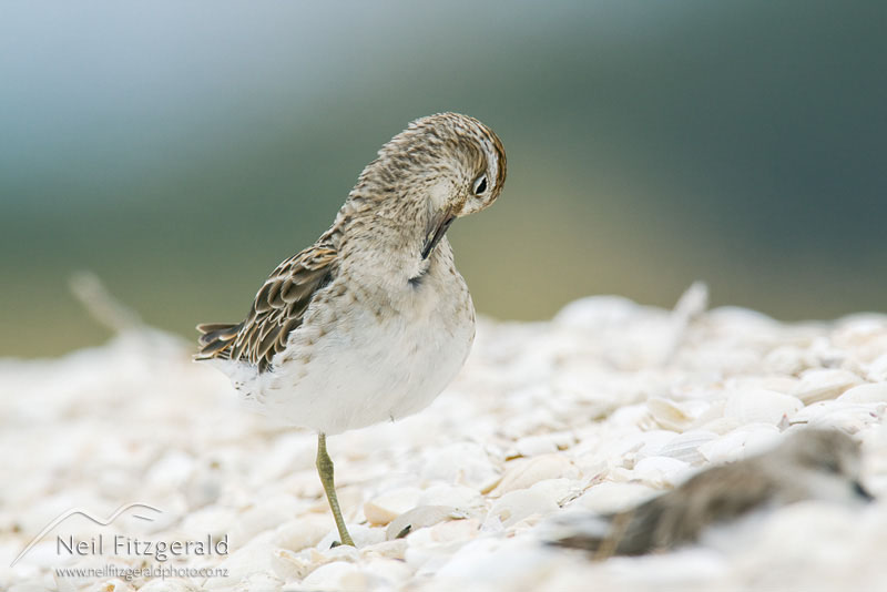 Calidris-acuminata_12977.jpg