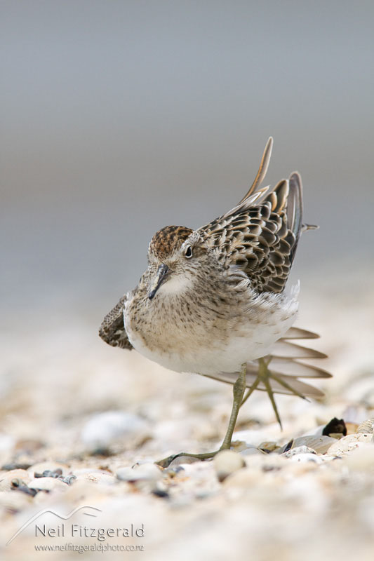 Calidris-acuminata_12982.jpg