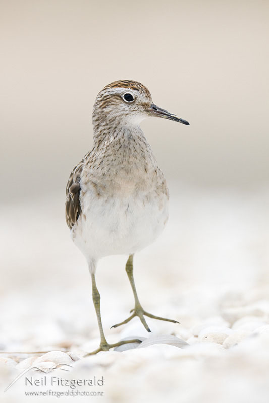 Calidris-acuminata_12984.jpg