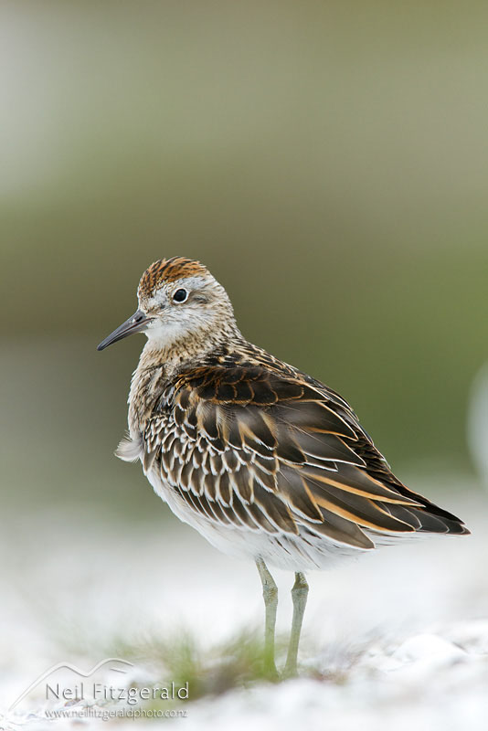 Calidris-acuminata_14088.jpg