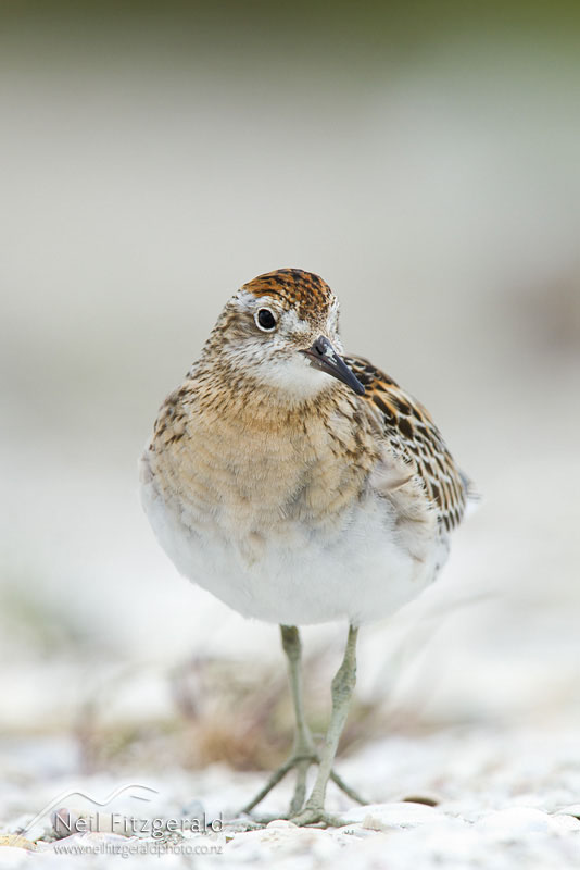 Calidris-acuminata_14089.jpg
