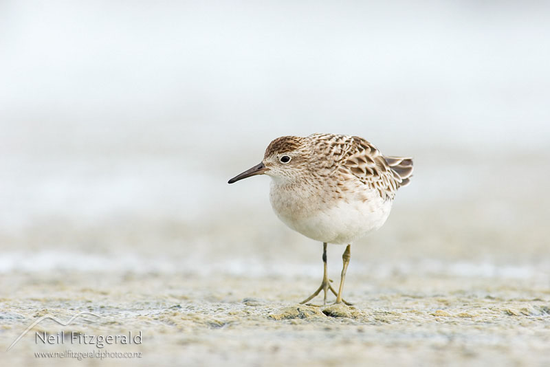 Calidris-acuminata_6301.jpg