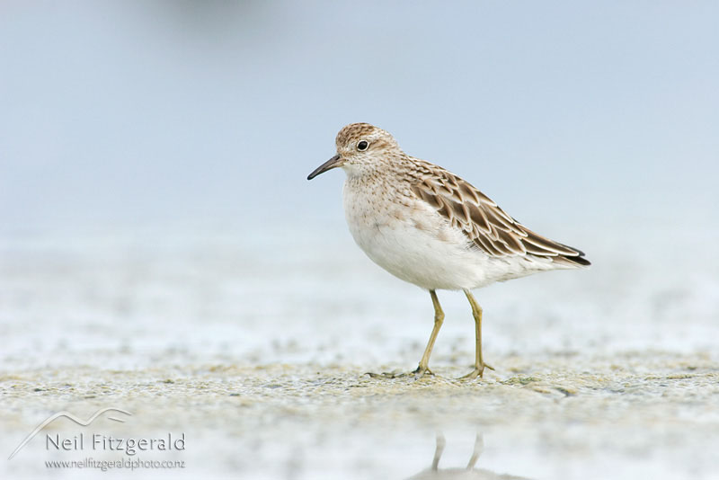 Calidris-acuminata_6305.jpg