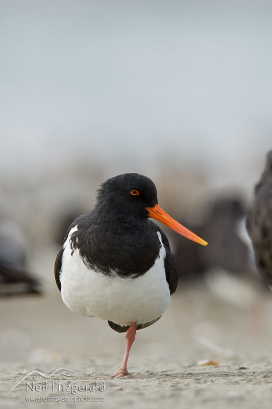 Haematopus-finschi_10020.jpg