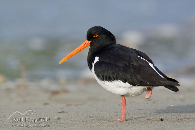Haematopus-finschi_10033.jpg