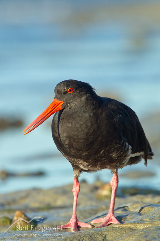 Haematopus-unicolor-15285.jpg