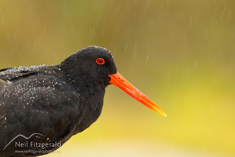 Haematopus-unicolor-20978.jpg