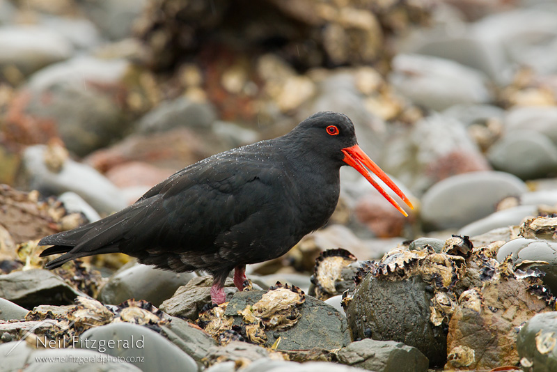 Haematopus-unicolor-20986.jpg