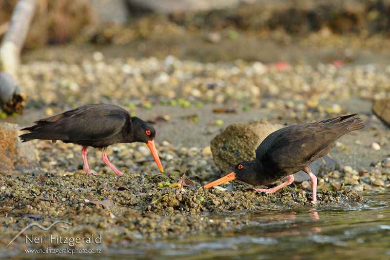 Haematopus-unicolor_1711.jpg