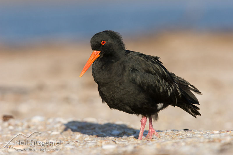 Haematopus-unicolor_89603.jpg