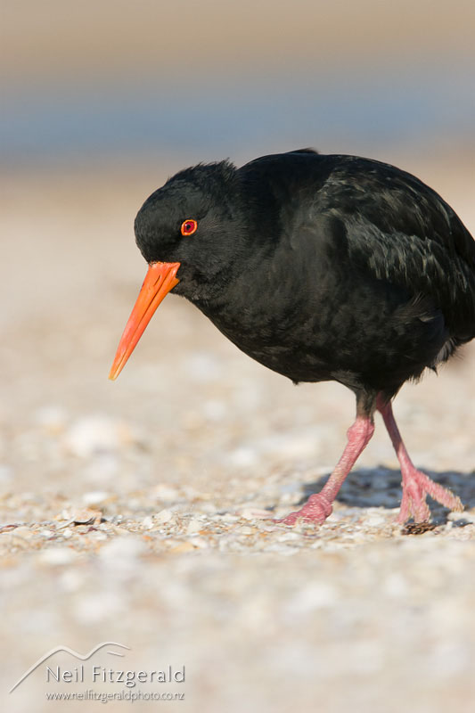 Haematopus-unicolor_9004.jpg