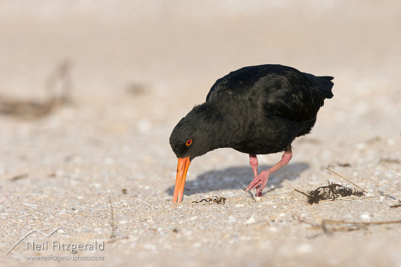 Haematopus-unicolor_9066.jpg