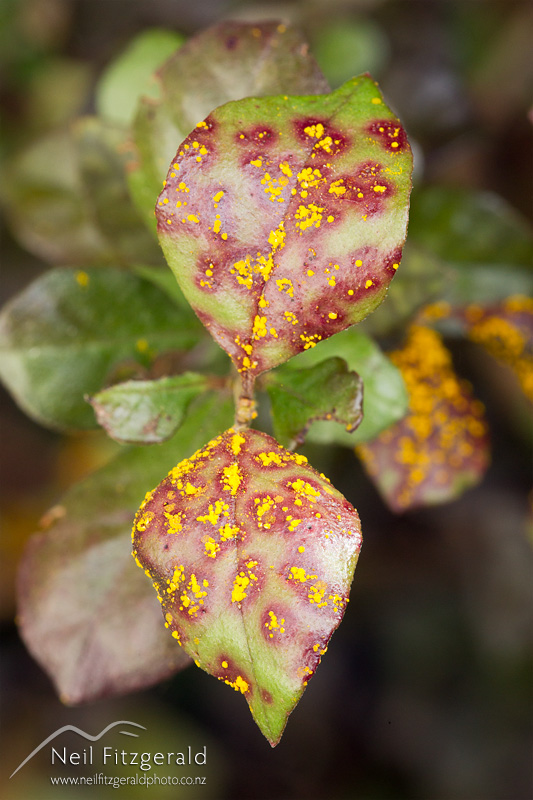 Austropuccinia-psidii-23727-8.jpg