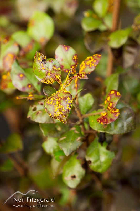 Austropuccinia-psidii-23752.jpg