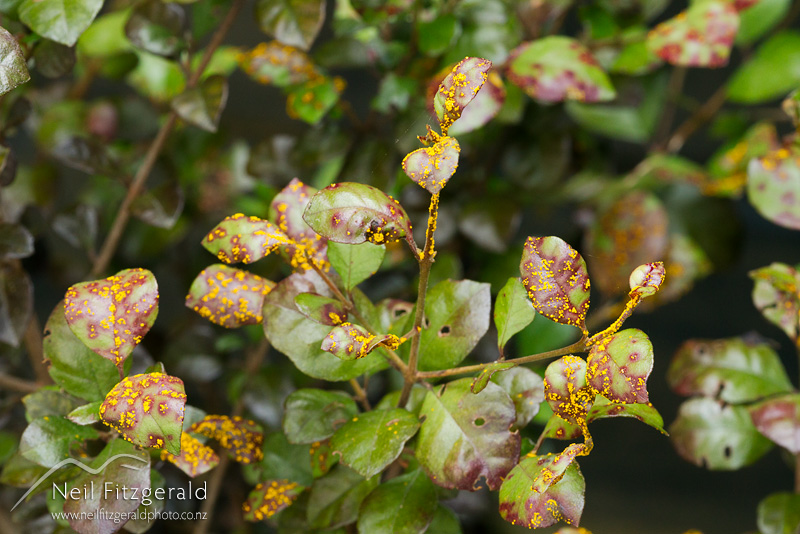Austropuccinia-psidii-23753.jpg