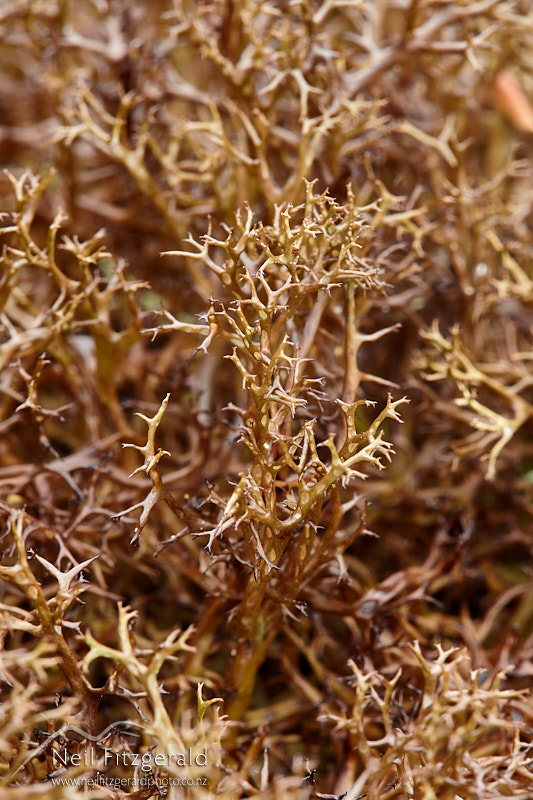 Cladia-aggregata-27559.jpg