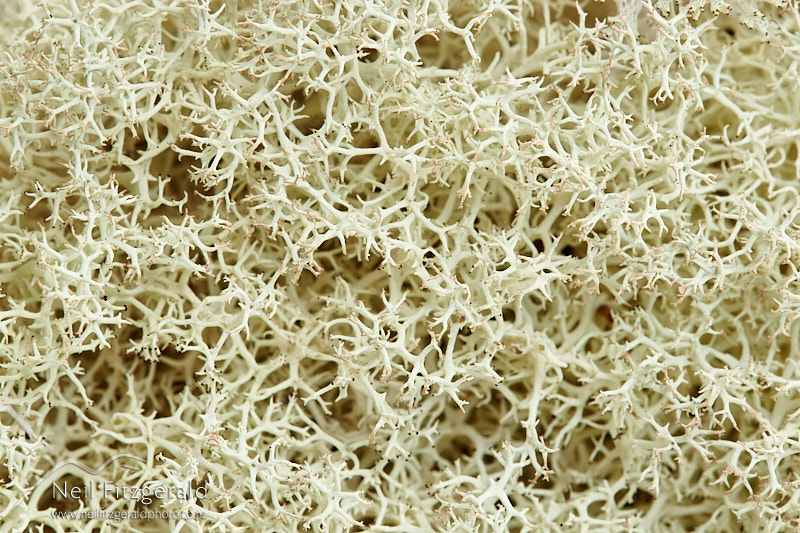 Cladonia-confusa-27553.jpg