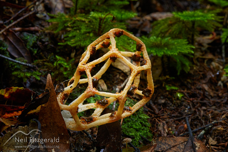 Clathrus-chrysomycelinus-27294.jpg