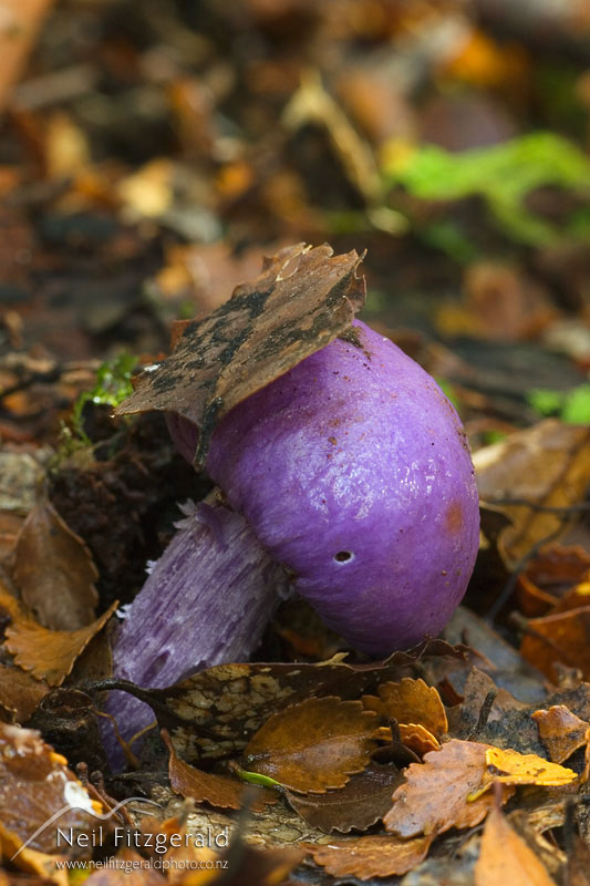 Cortinarius-porphyroideus_3855.jpg