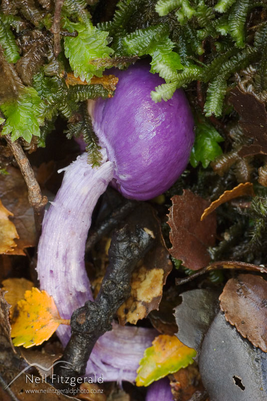 Cortinarius-porphyroideus_3857.jpg