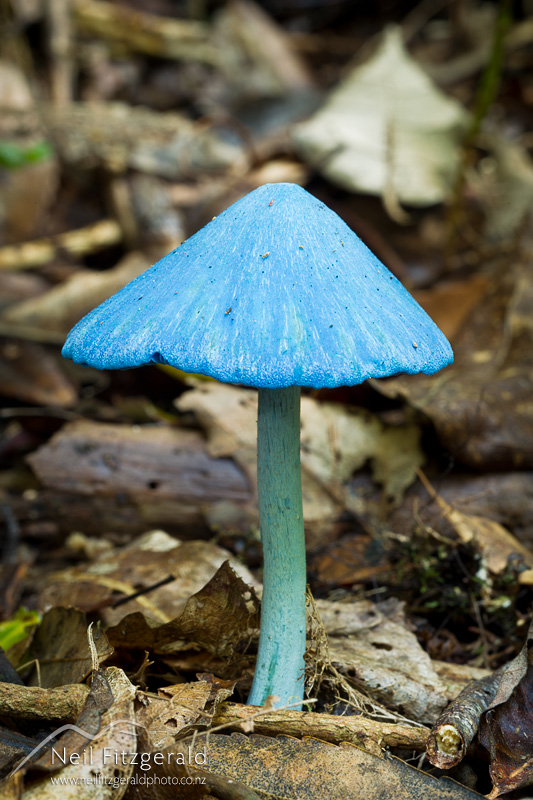 Entoloma-hochstetteri-25345.jpg