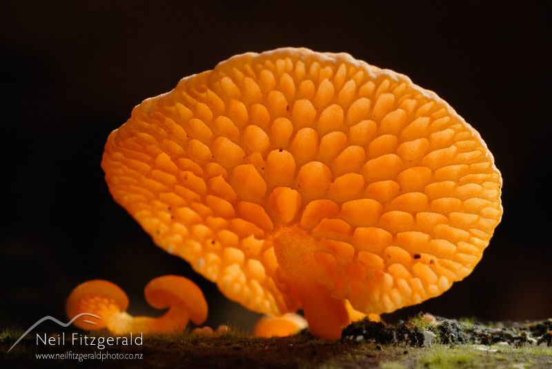 Favolaschia-calocera_3695.jpg