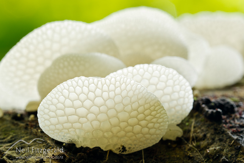 Favolaschia-pustulosa-21019.jpg
