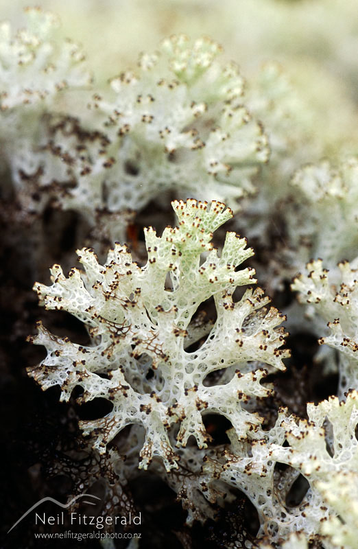 coral-lichen-N-3-0060.jpg