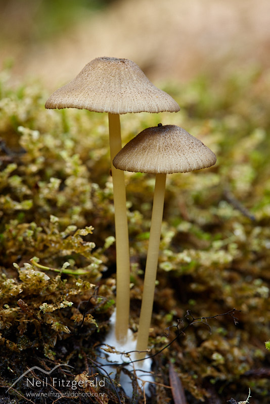 fungi-27253.jpg