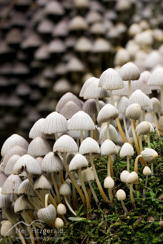 fungi_10994.jpg