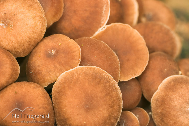 fungi_3644.jpg