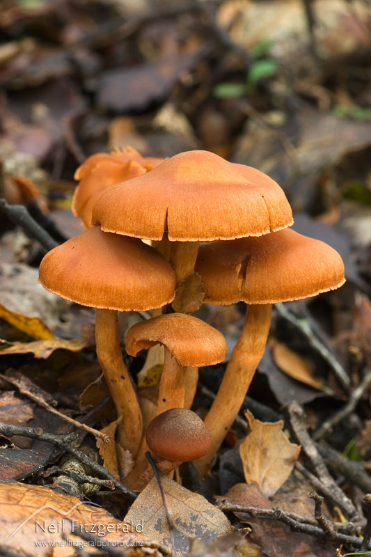fungi_3860.jpg