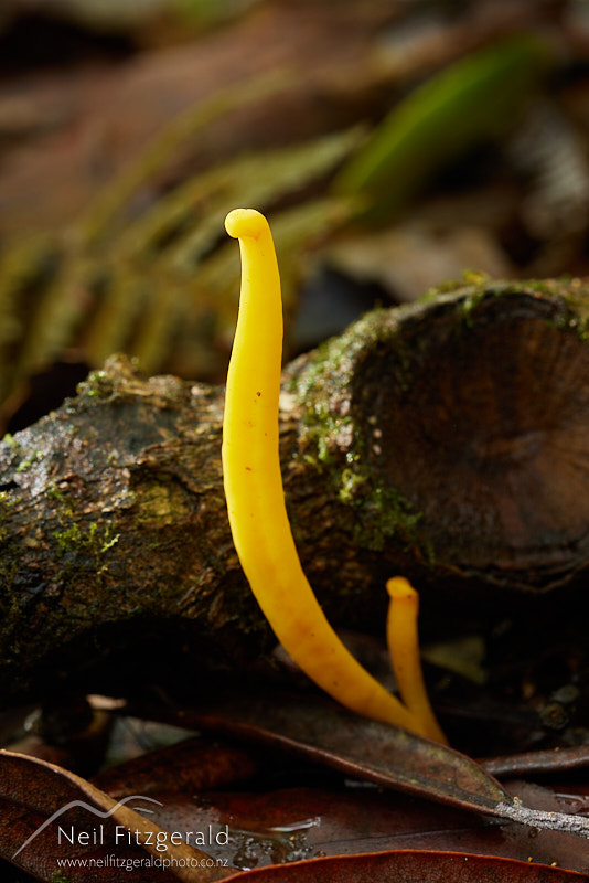 fungus-26778.jpg