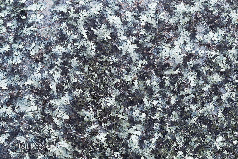 lichen-21325.jpg