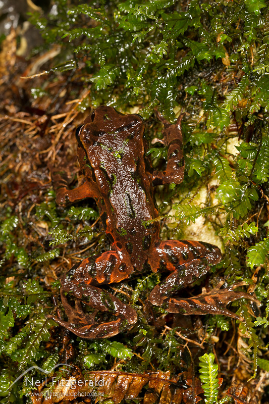Leiopelma-archeyi-21968.jpg