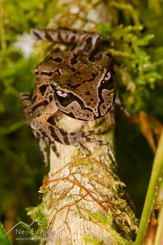 Leiopelma-archeyi-22131.jpg