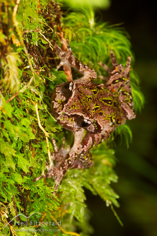Leiopelma-archeyi-22167.jpg