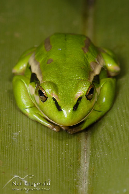Litoria-aurea_1197.jpg