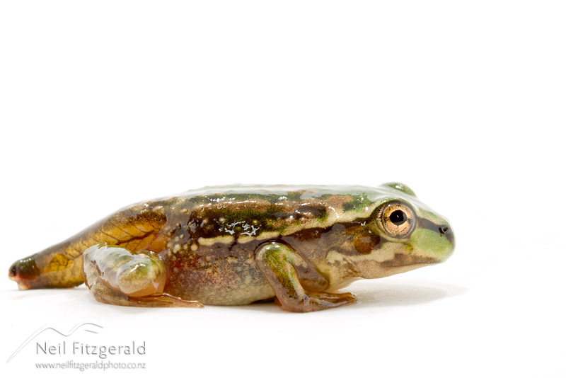 Ranoidea-aurea-24496.jpg