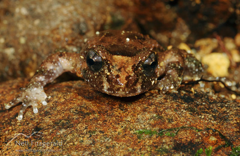Leiopelma-hochstetteri_4386.jpg