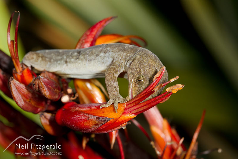 Hoplodactylus-maculatus_14935.jpg