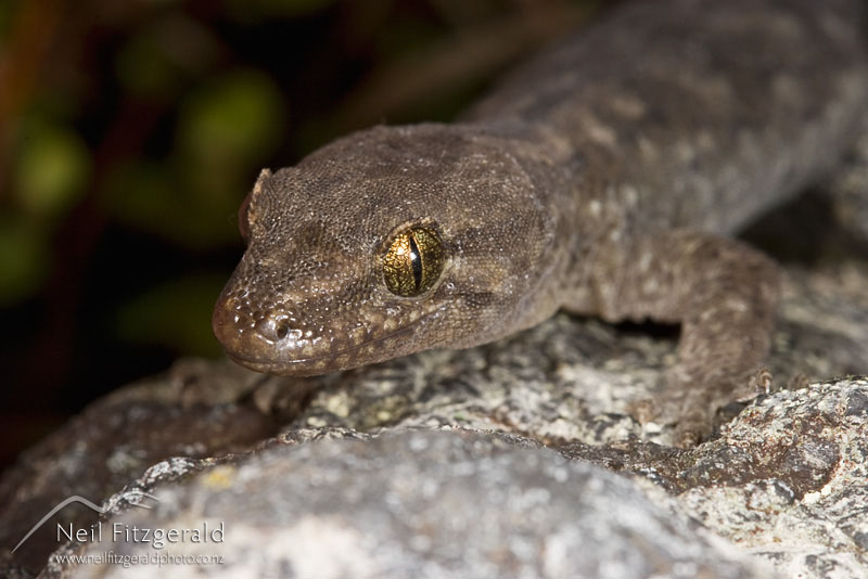 Hoplodactylus-maculatus_8048.jpg
