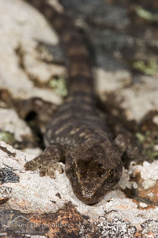 Hoplodactylus-maculatus_8062.jpg