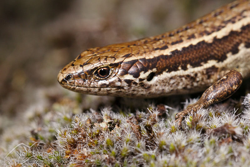 Oligosoma-polychroma-15893.jpg