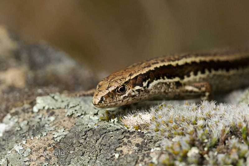 Oligosoma-polychroma-15901.jpg